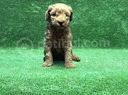 Toy Poodle Yavru görsel