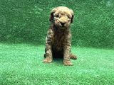 Toy Poodle Yavru
