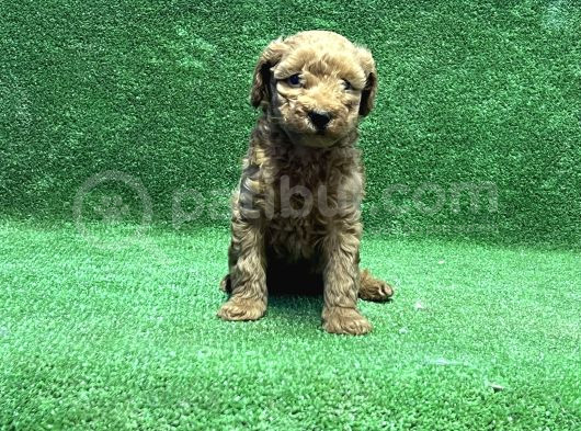 Toy Poodle Yavru görsel
