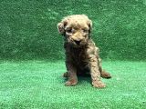 Toy Poodle Yavru