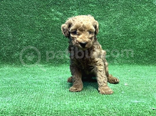 Toy Poodle Yavru görsel
