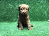 Toy Poodle Yavru