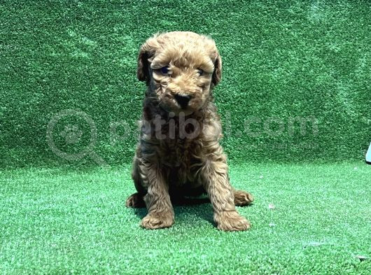 Toy Poodle Yavru görsel