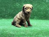 Toy Poodle Yavru