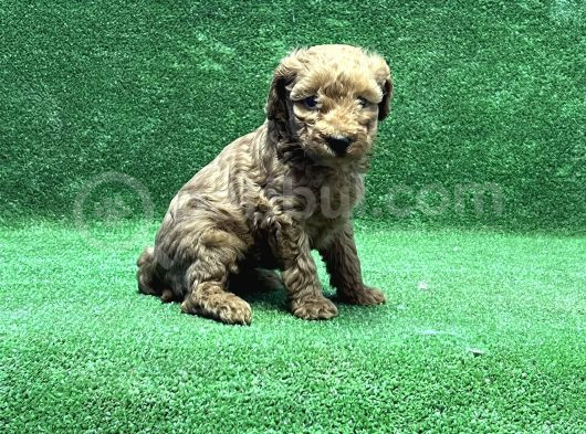 Toy Poodle Yavru görsel