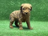 Toy Poodle Yavru