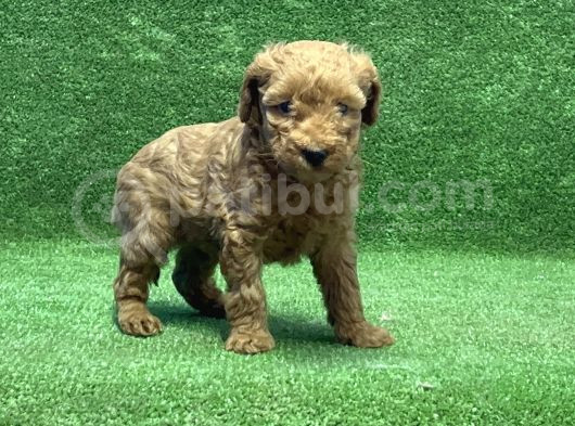 Toy Poodle Yavru görsel