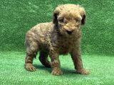 Toy Poodle Yavru