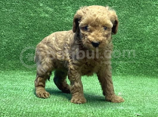 Toy Poodle Yavru görsel