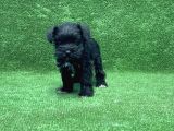 MİNYATÜR SCHNAUZER YAVRU