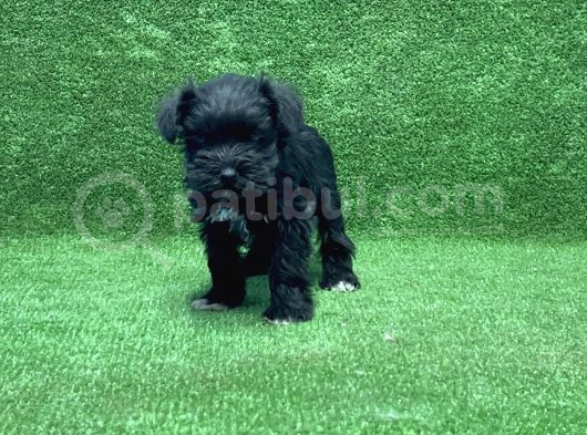 Mi̇nyatür Schnauzer Yavru