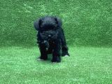 Mi̇nyatür Schnauzer Yavru