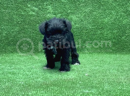 Mi̇nyatür Schnauzer Yavru görsel