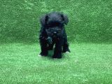 Mi̇nyatür Schnauzer Yavru