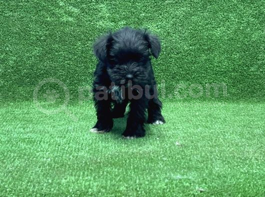 Mi̇nyatür Schnauzer Yavru görsel