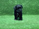 Mi̇nyatür Schnauzer Yavru
