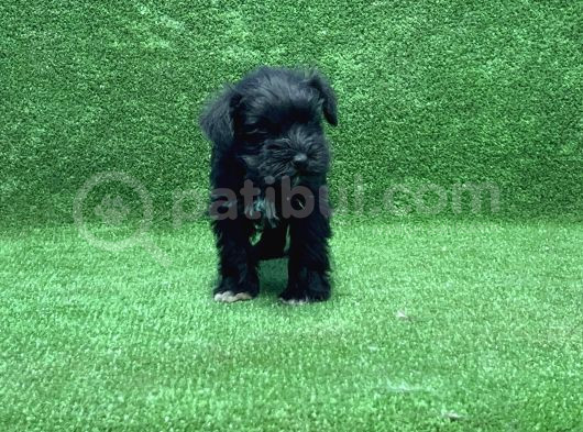 Mi̇nyatür Schnauzer Yavru görsel