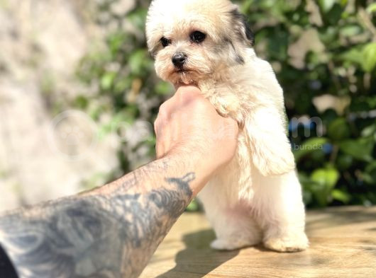 Mini Boy Sıfır Numara Orjinal Morkie Yavrular görsel