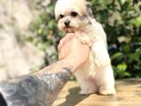Sıfır Numara Morkie Yavrular