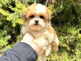 Sıfır Numara Morkie Yavrular