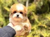 Sıfır Numara Morkie Yavrular