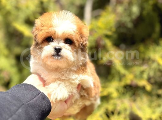 Sıfır Numara Morkie Yavrular görsel