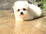 Sıfır Numara Morkie Yavrular