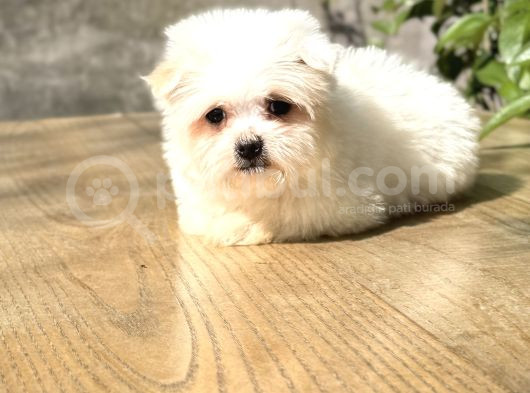 Sıfır Numara Morkie Yavrular görsel