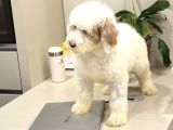 Dev Boy Labradoodle Yavru