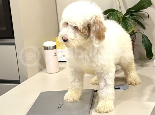 Dev Boy Labradoodle Yavru