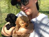 Black-Red-Apricot-Krem Renkli  poodle yavrular
