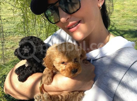 Black-Red-Apricot-Krem Renkli  Poodle Yavrular
