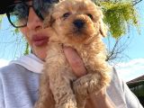 Black-Red-Apricot-Krem Renkli  Poodle Yavrular