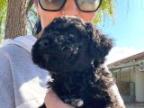 Black-Red-Apricot-Krem Renkli  Poodle Yavrular