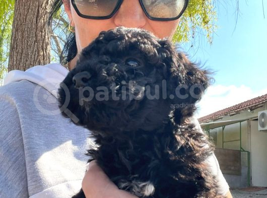Black-Red-Apricot-Krem Renkli  Poodle Yavrular görsel