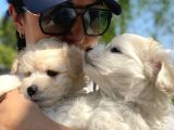 En minik boy kore maktese terrier