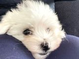 En Minik Boy Kore Maktese Terrier