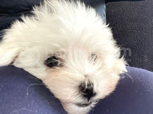 En Minik Boy Kore Maktese Terrier görsel