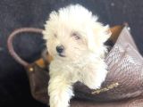 En Minik Boy Kore Maktese Terrier