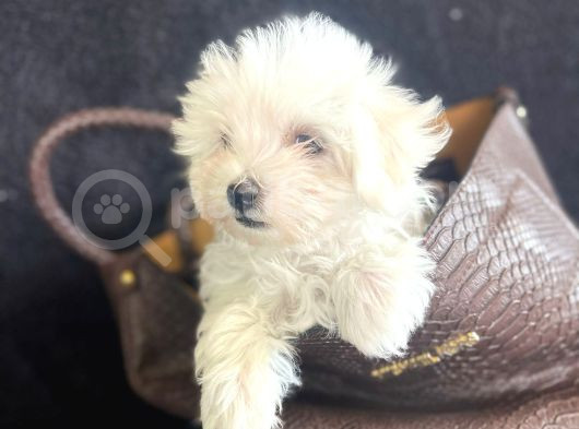 En Minik Boy Kore Maktese Terrier görsel