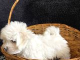 En Minik Boy Kore Maktese Terrier