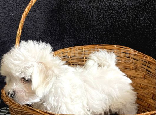 En Minik Boy Kore Maktese Terrier görsel