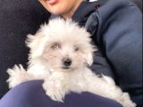 En Minik Boy Kore Maktese Terrier