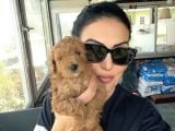 Black-Red-Apricot-Krem Renkli  Poodle Yavrular