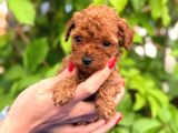 A kalite poodle yavrularım