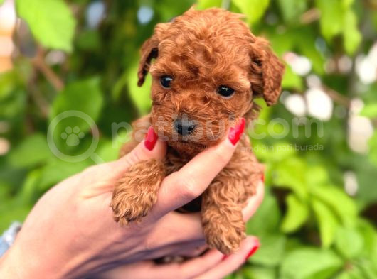 A Kalite Poodle Yavrularım