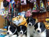 Burkem Ailesinden A Kalite Border Collie Bebekşerimiz