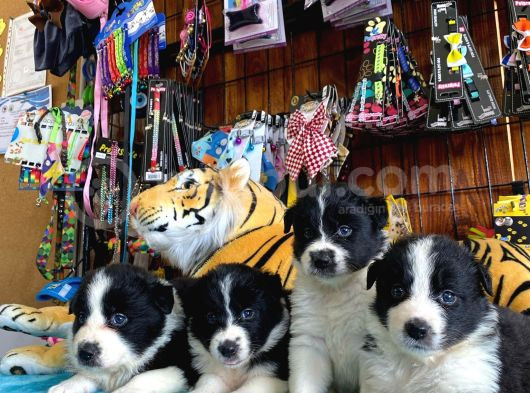 Burkem Ailesinden A Kalite Border Collie Bebekşerimiz görsel