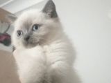 Yavru Kedi