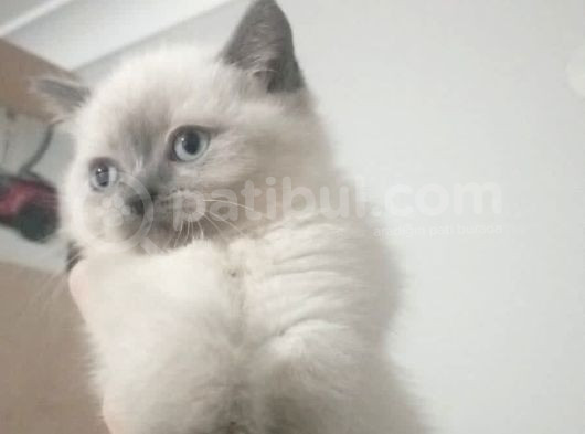 Yavru Kedi görsel